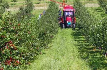 2 zł/kg i problemy ze skupem. UOKiK sprawdzi, co dzieje się na rynku