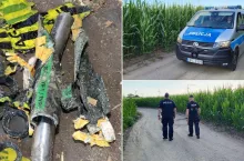 ”Złote kolby” to koszmar rolników. Policja patroluje pola kukurydzy