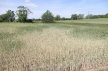 susza, zboże