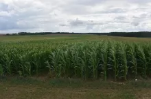 Podczas imprezy przede wszystkim zaprezentujemy 70 odmian kukurydzy ziarnowej i kiszonkowej