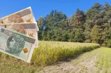 Te rośliny dają nawet 1000 zł/ha dopłaty. Wystarczy je wysiać