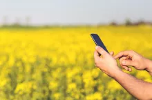 kwitnący rzepak i ręką rolnika z telefonem