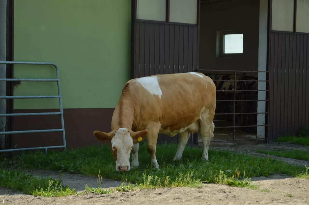 Krowa mleczna rasy simental