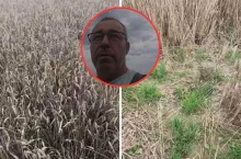 Koszą pszenicę ze stacjami IUNG. Czy na tym polu była susza?”