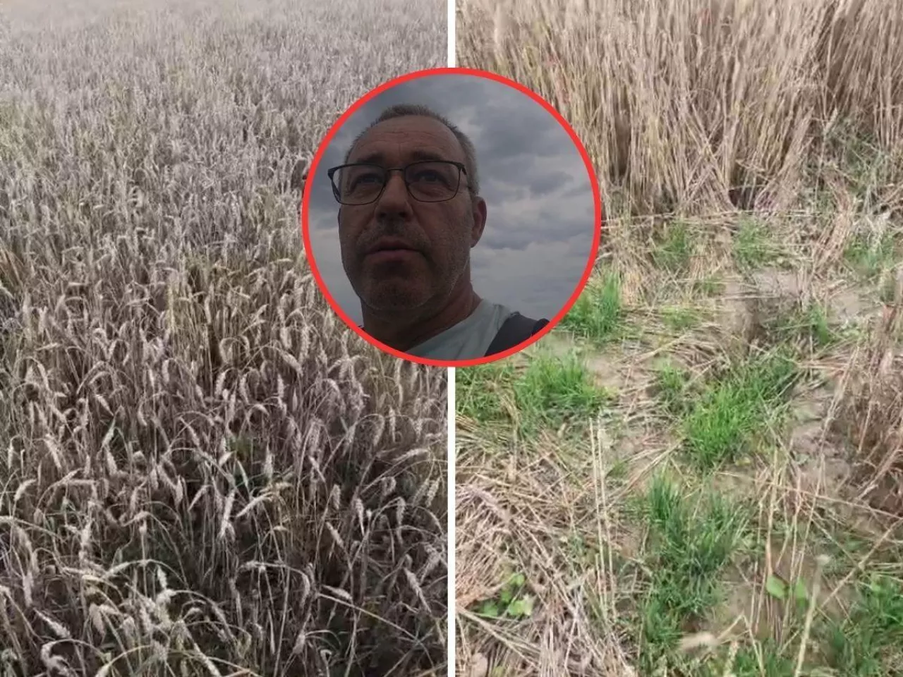 Koszą pszenicę ze stacjami IUNG. Czy na tym polu była susza?”