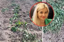 Fasola na polu, susza, w kółku twarz wiceminister Małgorzaty Gromadzkiej 