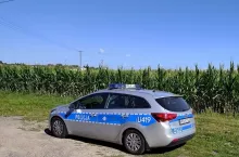 Złote kolby w kukurydzy w Wielkopolsce