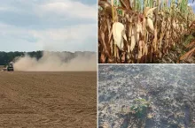Susza w uprawach na Dolnym Śląsku, gosp. Kieloch