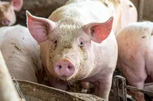 Już niebawem nabór wniosków na ”Interwencja I.10.3 Inwestycje zapobiegające rozprzestrzenianiu się ASF”.Nabór potrwa od 2 września do 1 października 2026 r.