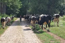Po około godzinie wędrówki krowy same skręcają na pastwisko po lewej stronie drogi