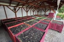 Aronia w kistenach oczekująca na transport do tłoczni