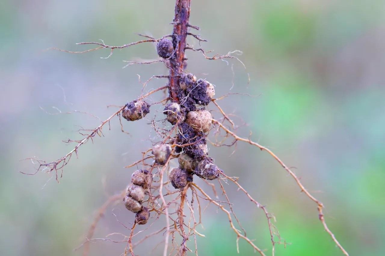 Brodawki korzeniowe powstałe wskutek wnikania Rhizobium