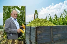 Rolnicy ruszyli ze zbiorami kukurydzy na kiszonkę. Susza zrobiła swoje. Co z rynkiem paszy?