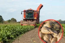 KGS podała cenę za buraki i chce ciąć kontraktację. ”Plantatorzy takich warunków nie wytrzymają”