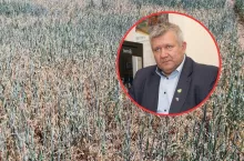 susza na polu w uprawach, w kółku prezes LIR Andrzej Kałek