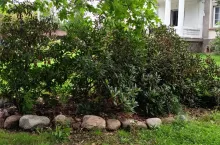 Rododendrony, czyli różaneczniki