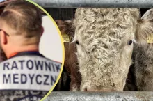 Na ratunek dla zaatakowanego było za późno