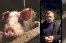 Świnie dobiły do 6 zł, ale radość trwała krótko. Rolnicy ostrzegają: ”Nie pozostaniemy bierni” 