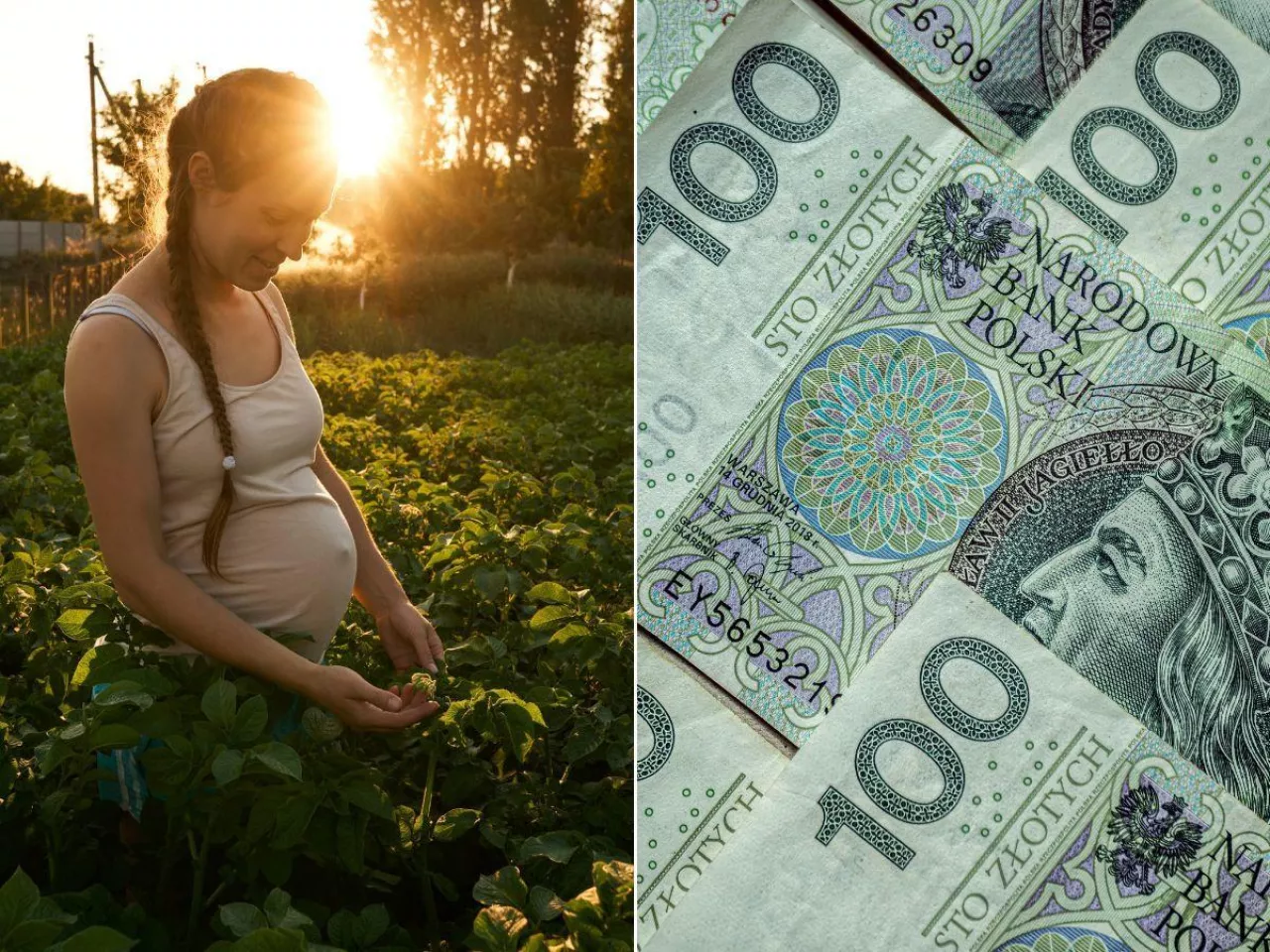 ZUS płaci od początku, KRUS nie. Rolnicy chcą to zmienić 