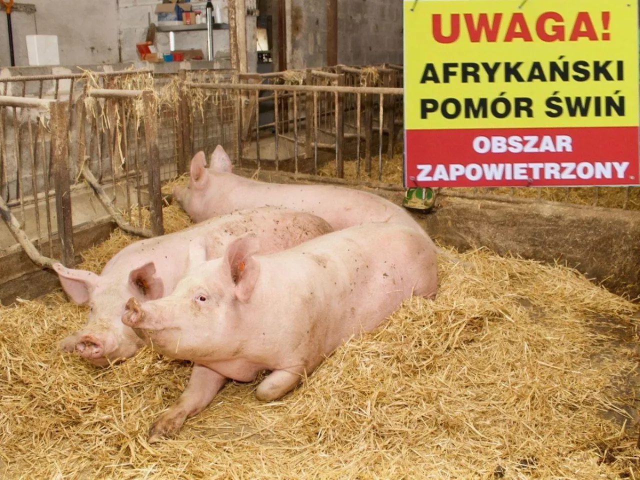 10. ognisko ASF 