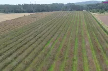 Plantacja Niezgódków, krzewy jagodowe