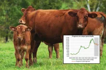 Prognoza cen skupu żywca bydła Credit Agricole