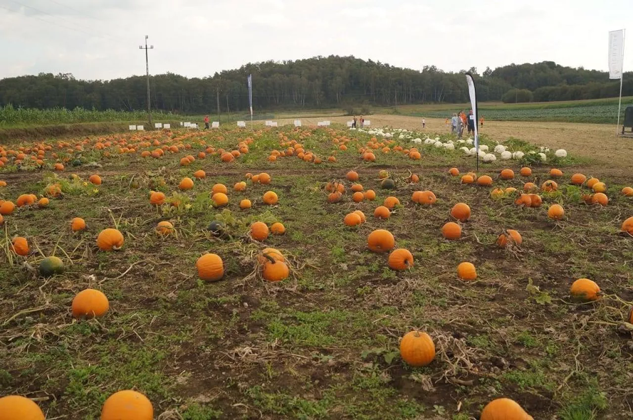 Polska produkuje jej 9 razy więcej niż 10 lat temu. Jesteśmy numerem 1 w UE