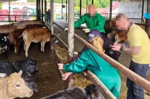 Funkcjonariusze CBŚP znaleźli 159 sztuk bydła ras mięsnej o łącznej wartości ok. 300 tys. euro