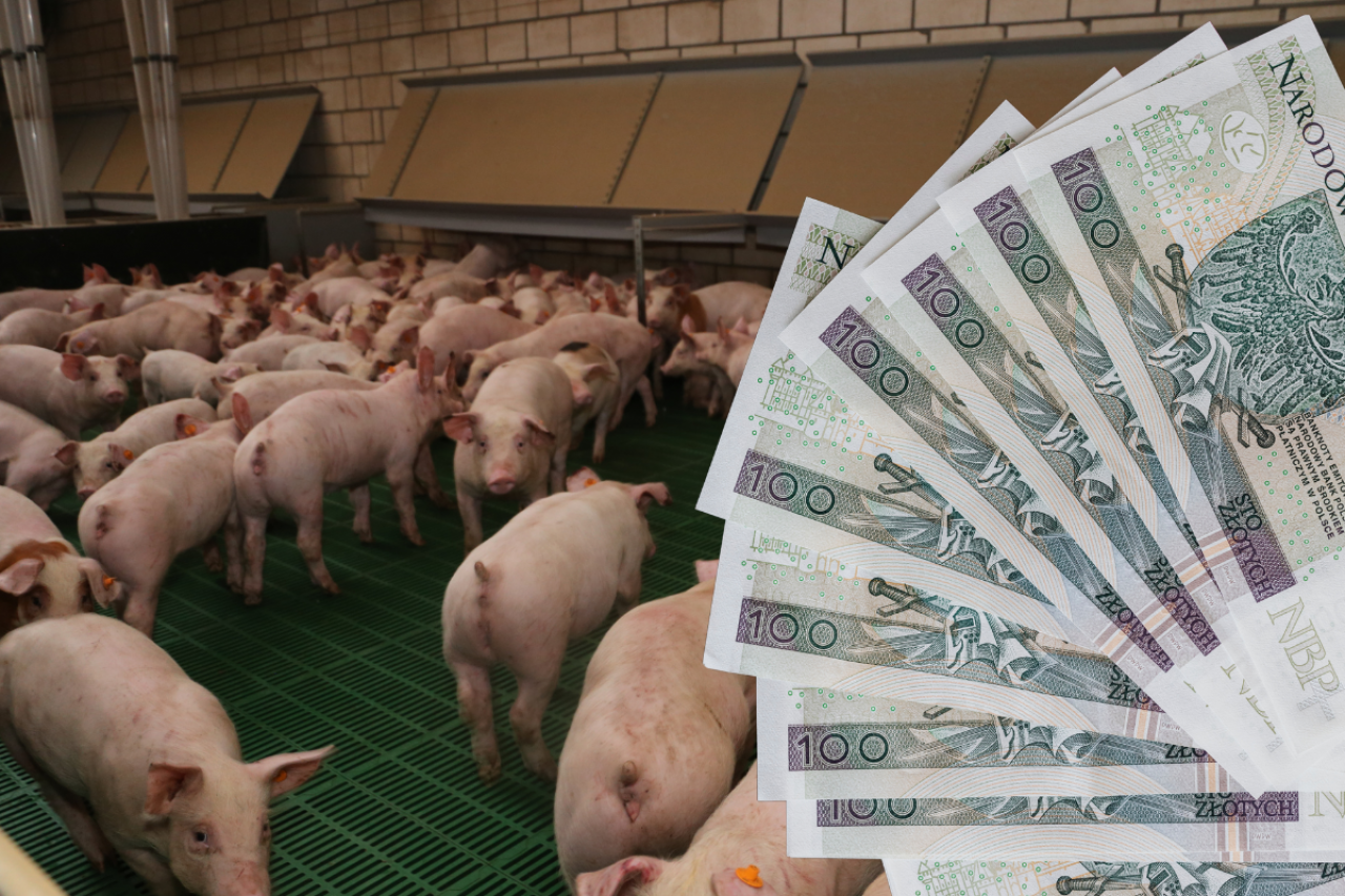 świnki, polskie banknoty