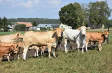 Jedna z krów rasy blonde d'aquitaine o wyjątkowo jasnym umaszczeniu niemalże biała, a druga o umaszczeniu bardziej typowym dla tej właśnie rasy