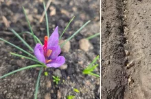 po prawej szafran, po lewej sadzonki w ziemi