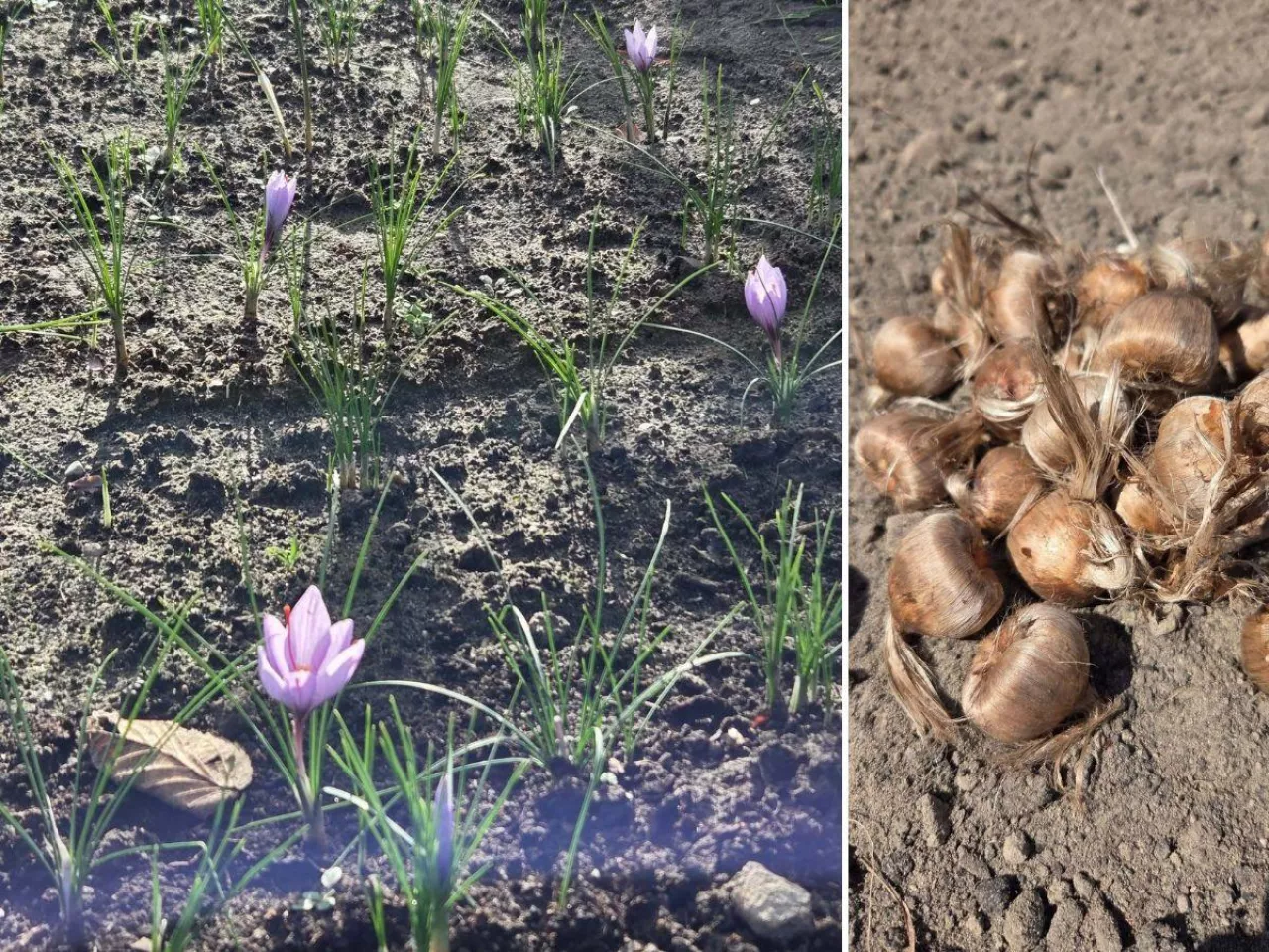 po lewej kwiaty szafranu, po prawej sadzonki szafranu