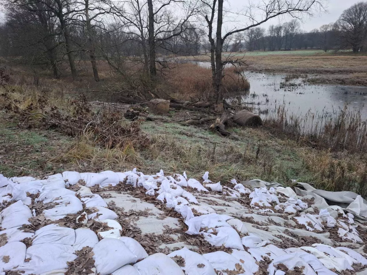 Bobry niszczą wały przeciwpowodziowe nad Odrą