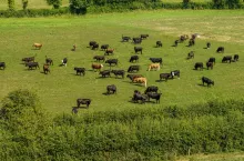 Alan Dillon farma Ballyvadin Teagasc opas bydła produkcja wołowiny bydło mięsne Irlandia 