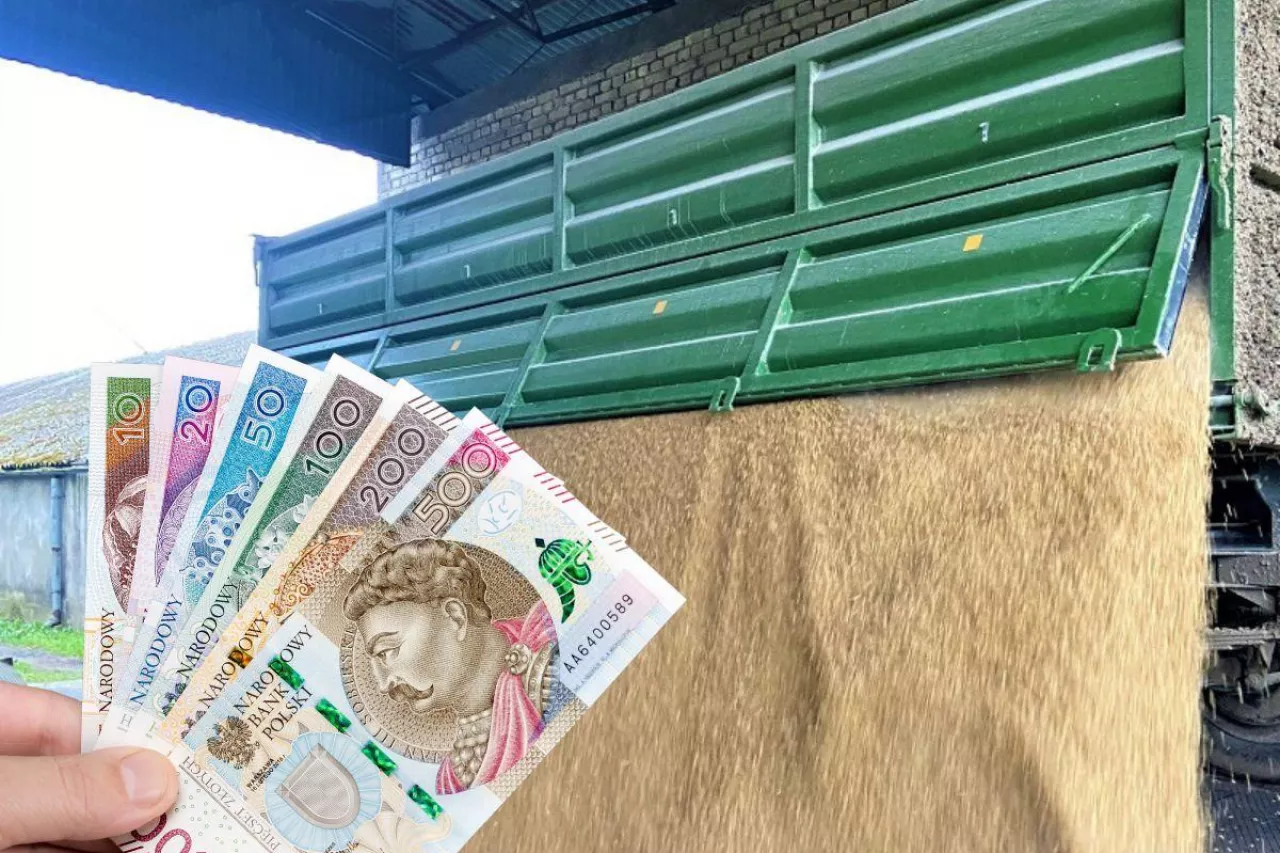 Pszenica na giełdzie tanieje, a w Polsce drożeje. Ceny świń szorują po dnie. A co z bydłem i nawozami? [Raport 23.10]